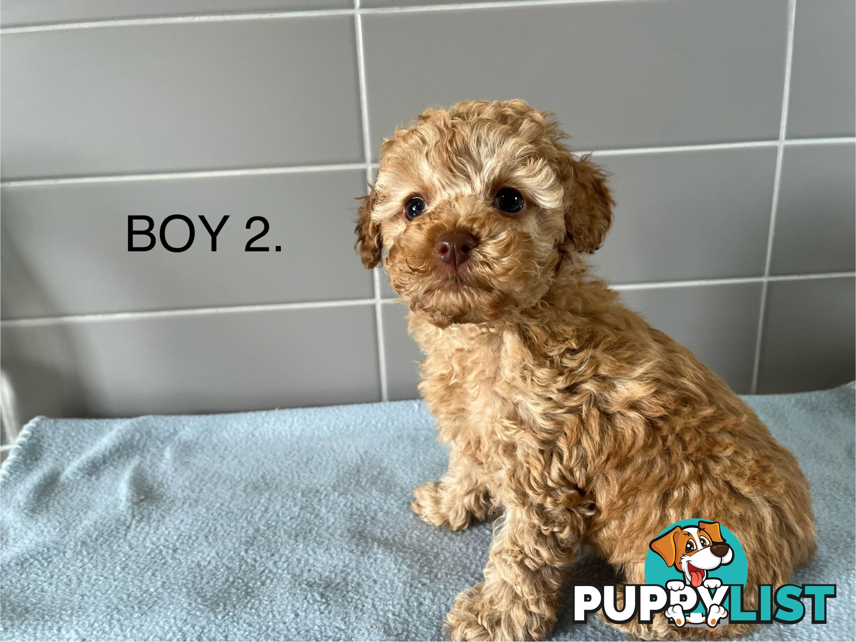 Cavoodle puppies for sale- DNA Cleared