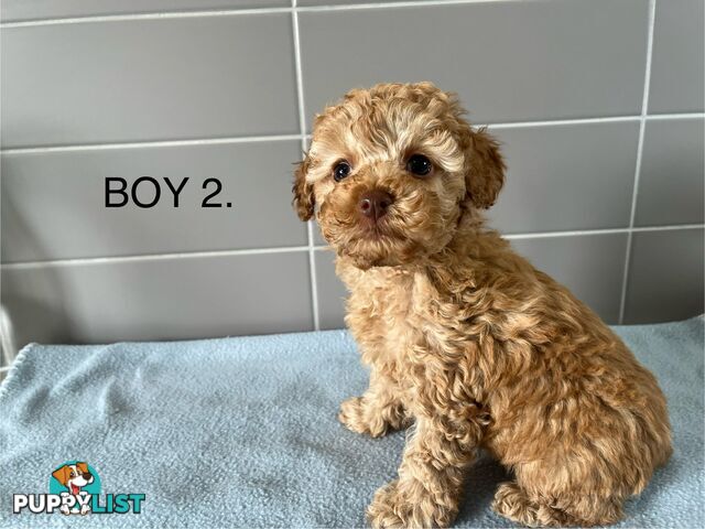 Cavoodle puppies for sale- DNA Cleared