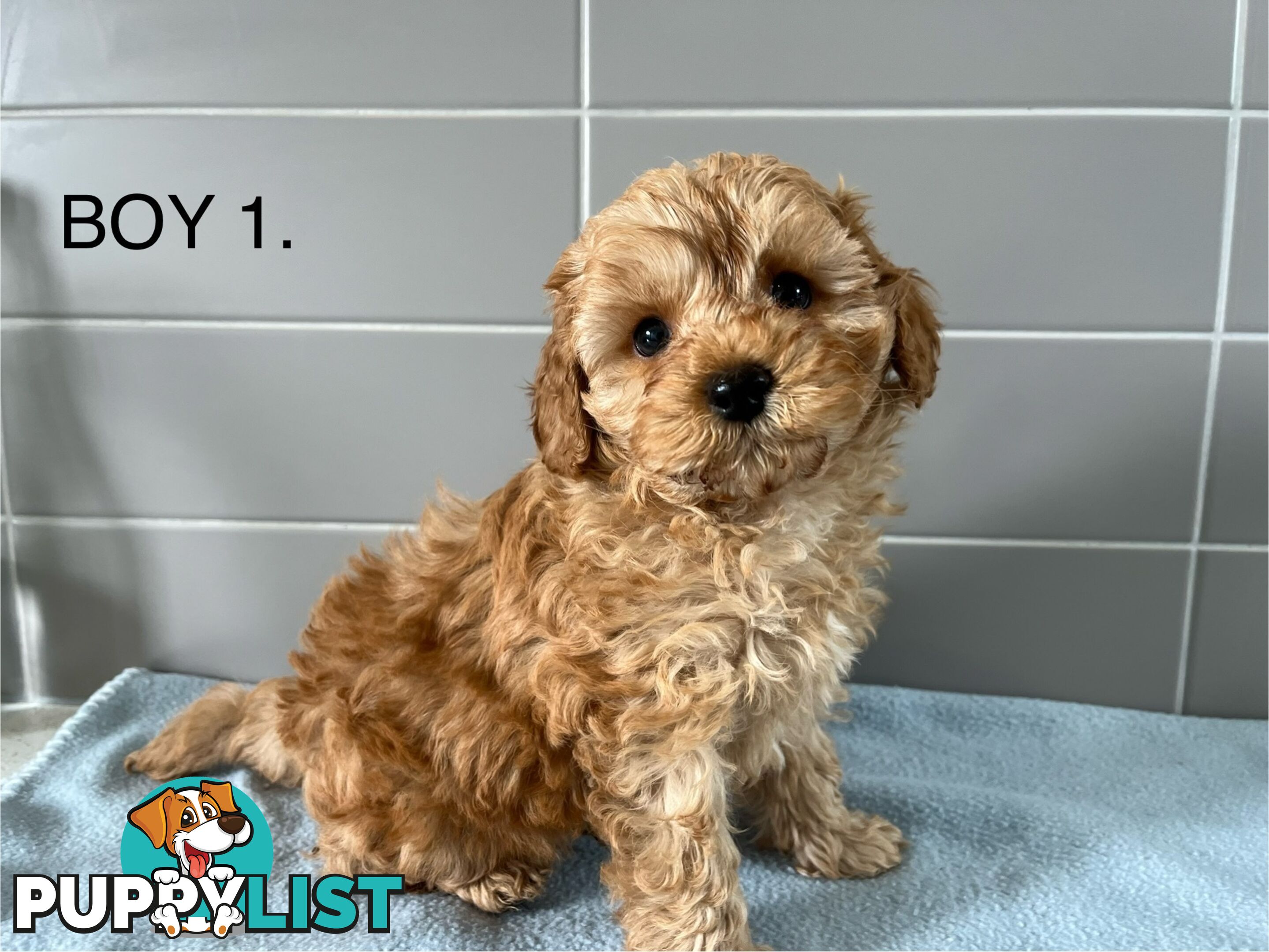 Cavoodle puppies for sale- DNA Cleared