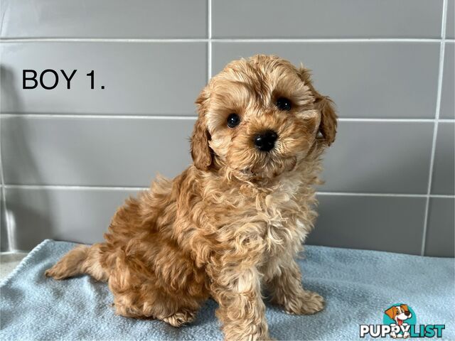 Cavoodle puppies for sale- DNA Cleared