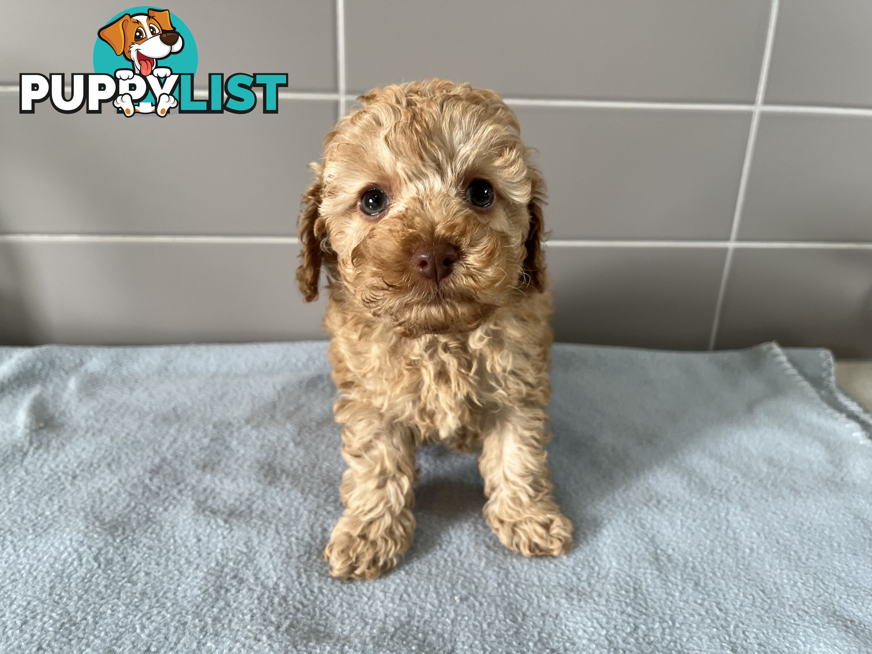 Cavoodle puppies for sale- DNA Cleared