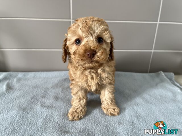 Cavoodle puppies for sale- DNA Cleared