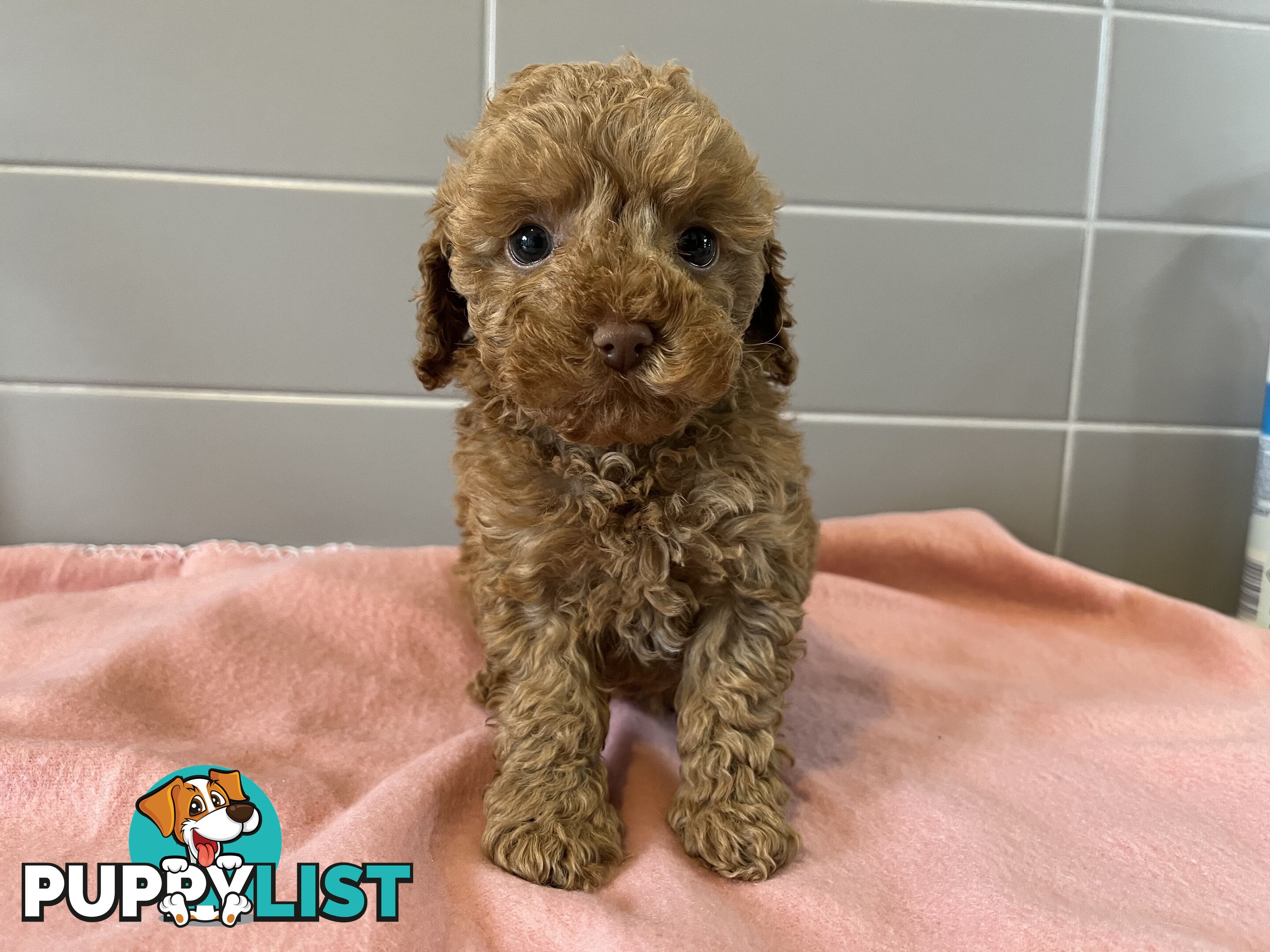 Cavoodle puppies for sale- DNA Cleared