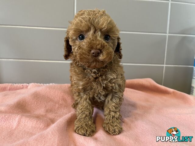 Cavoodle puppies for sale- DNA Cleared