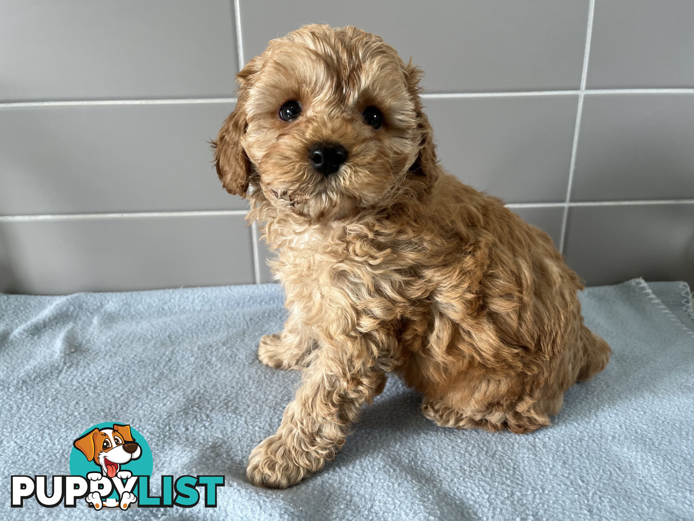 Cavoodle puppies for sale- DNA Cleared