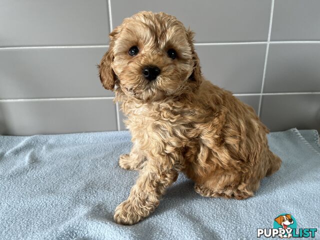 Cavoodle puppies for sale- DNA Cleared