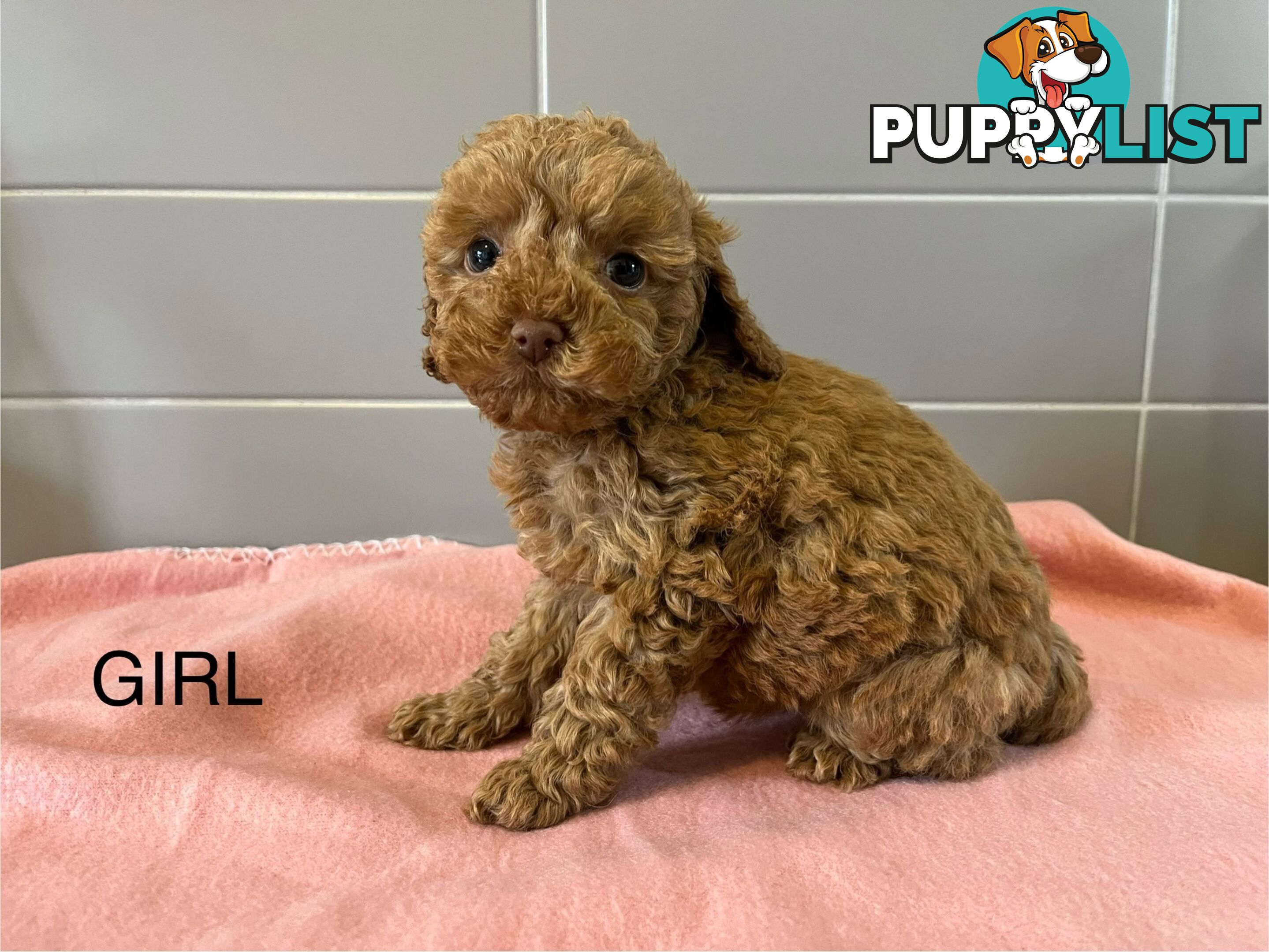 Cavoodle puppies for sale- DNA Cleared