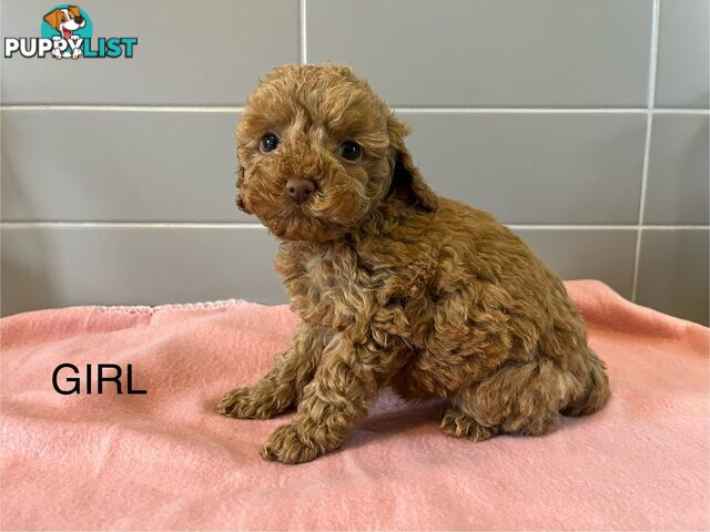 Cavoodle puppies for sale- DNA Cleared