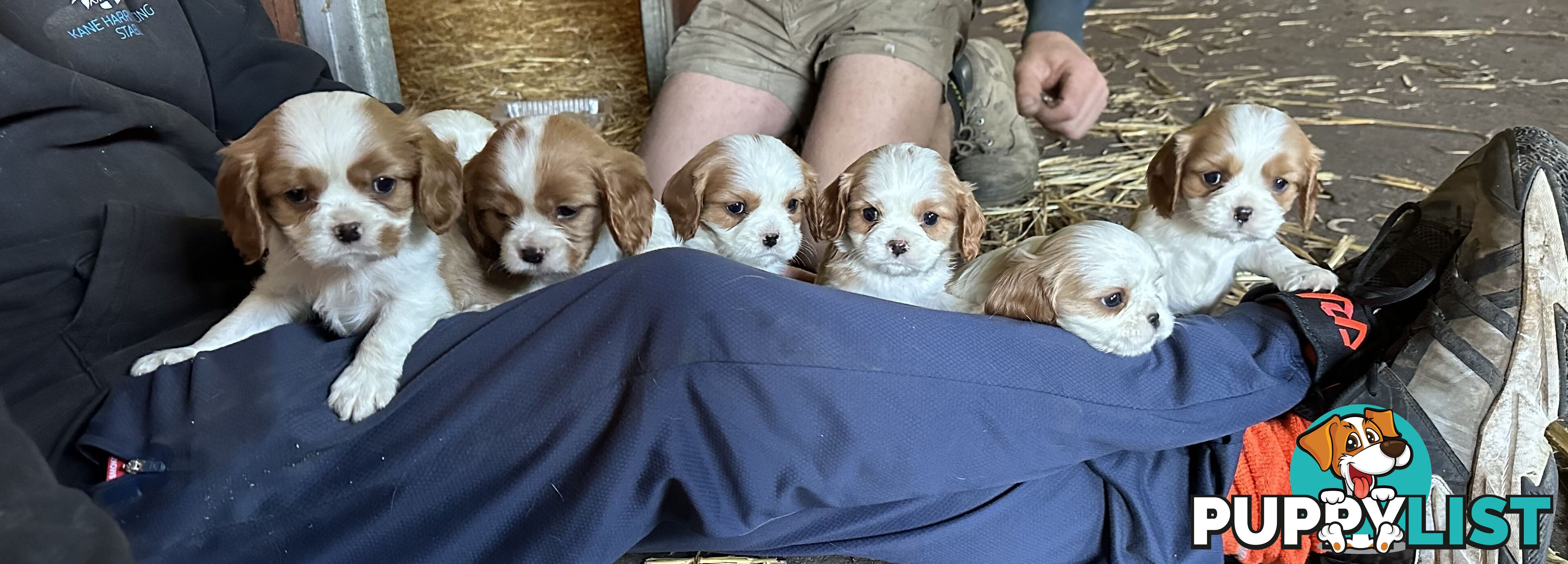 Beautiful purebred cavaliers