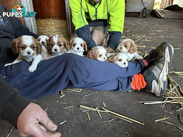 Beautiful purebred cavaliers