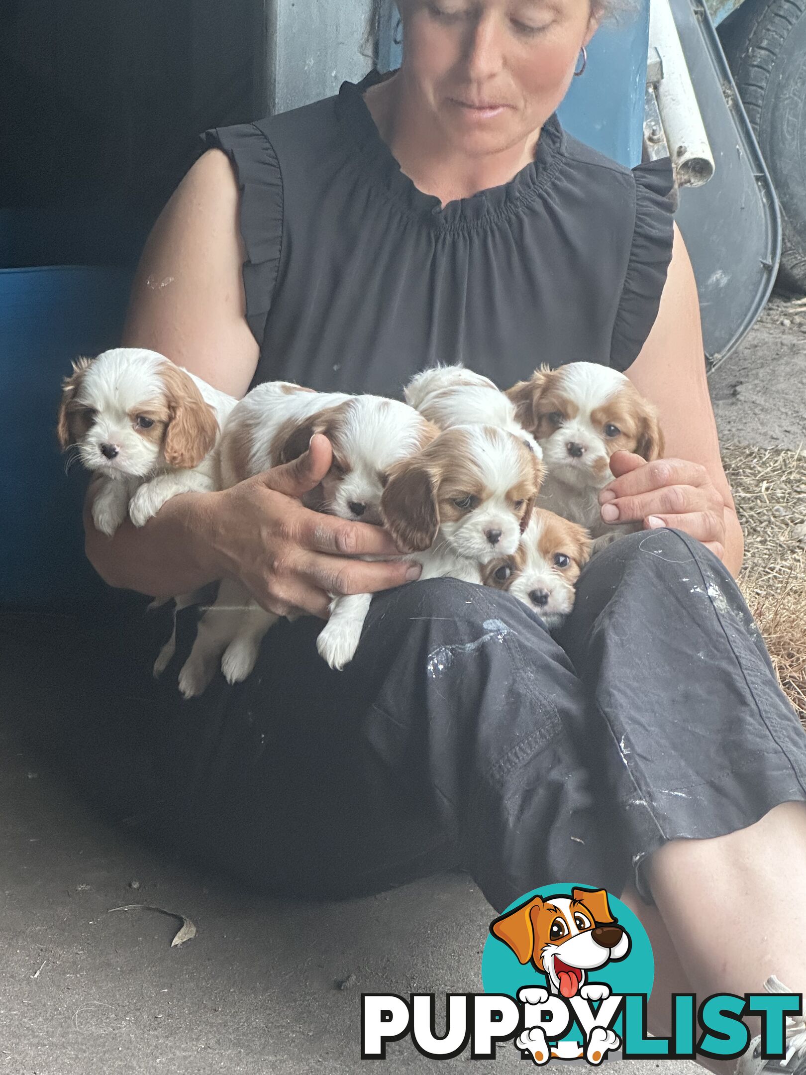 Beautiful purebred cavaliers