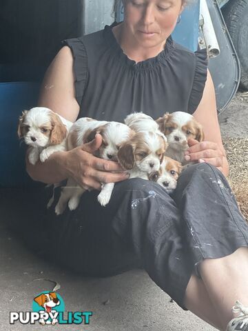 Beautiful purebred cavaliers