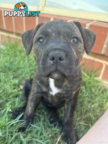 Purebred English Staffy