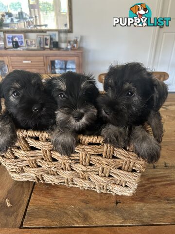 Mini schnauzer