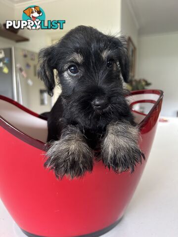 Mini schnauzer