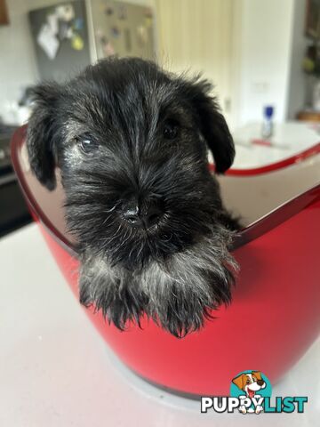 Mini schnauzer