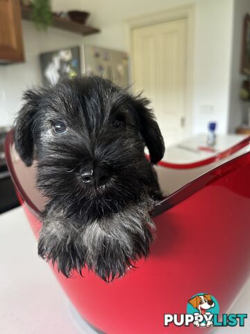 Mini schnauzer