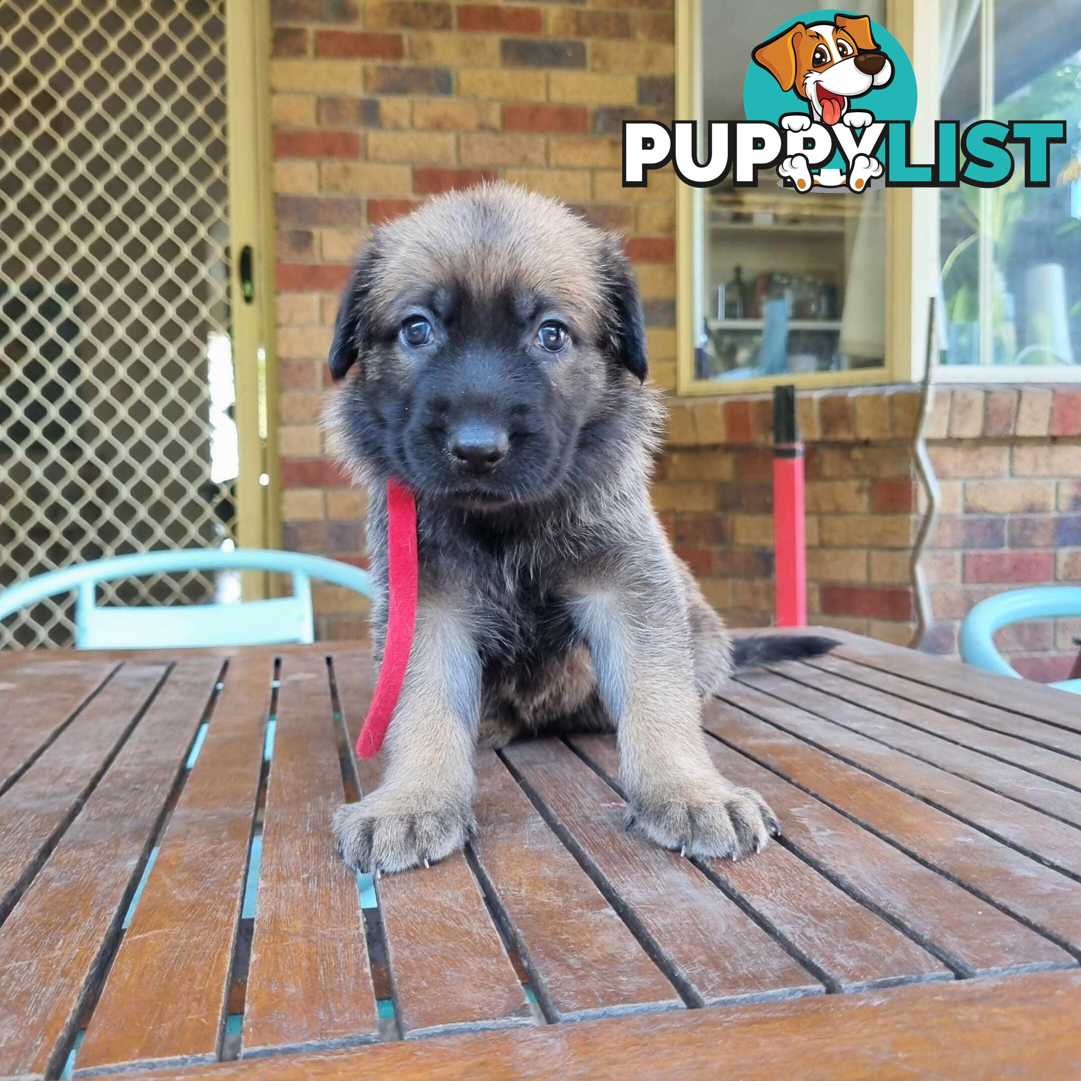 German Shepherd Malinois Puppies for Sale1