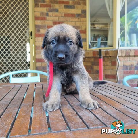 German Shepherd Malinois Puppies for Sale1