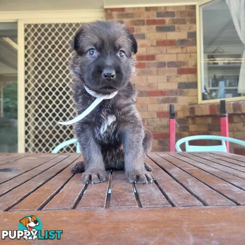 German Shepherd Malinois Puppies for Sale1