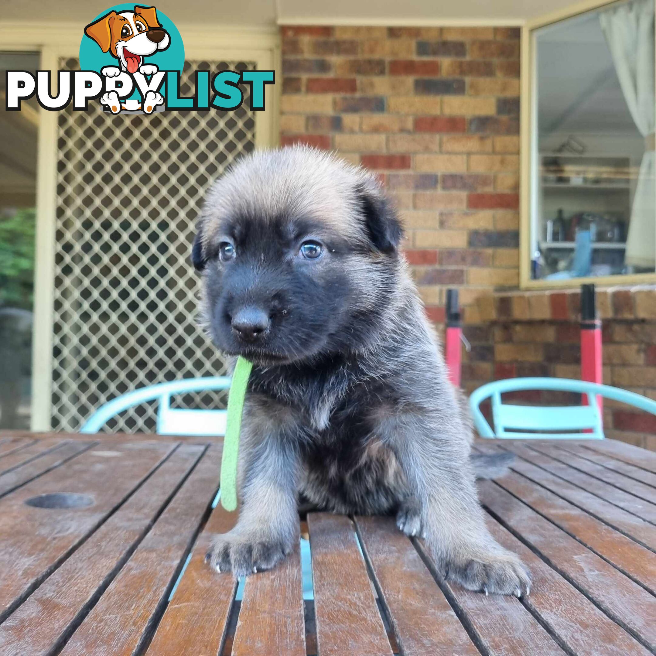 German Shepherd Malinois Puppies for Sale1