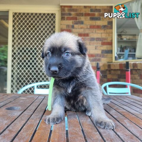 German Shepherd Malinois Puppies for Sale1