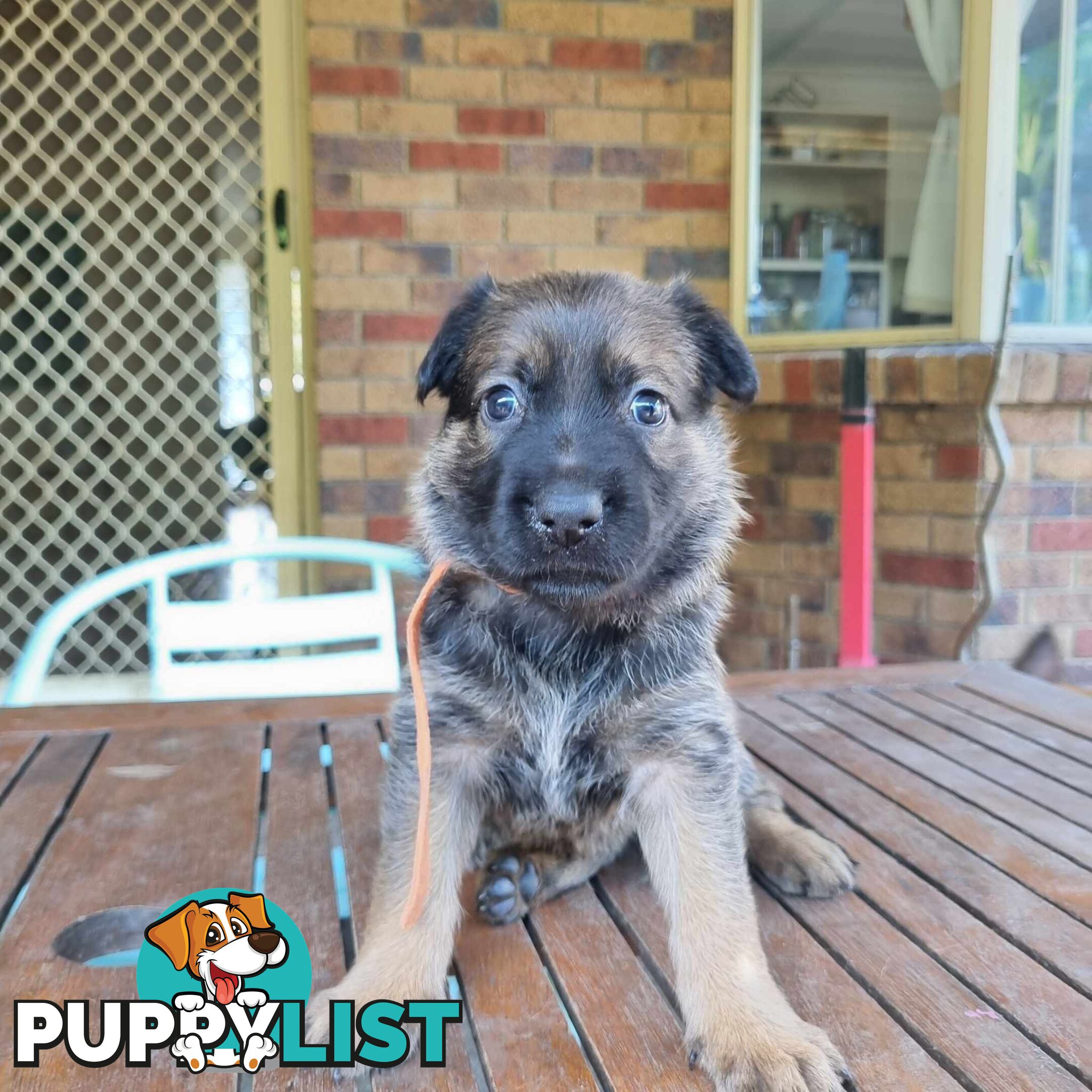 German Shepherd Malinois Puppies for Sale1