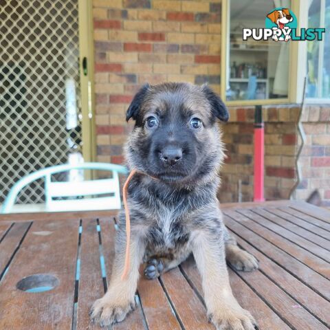 German Shepherd Malinois Puppies for Sale1