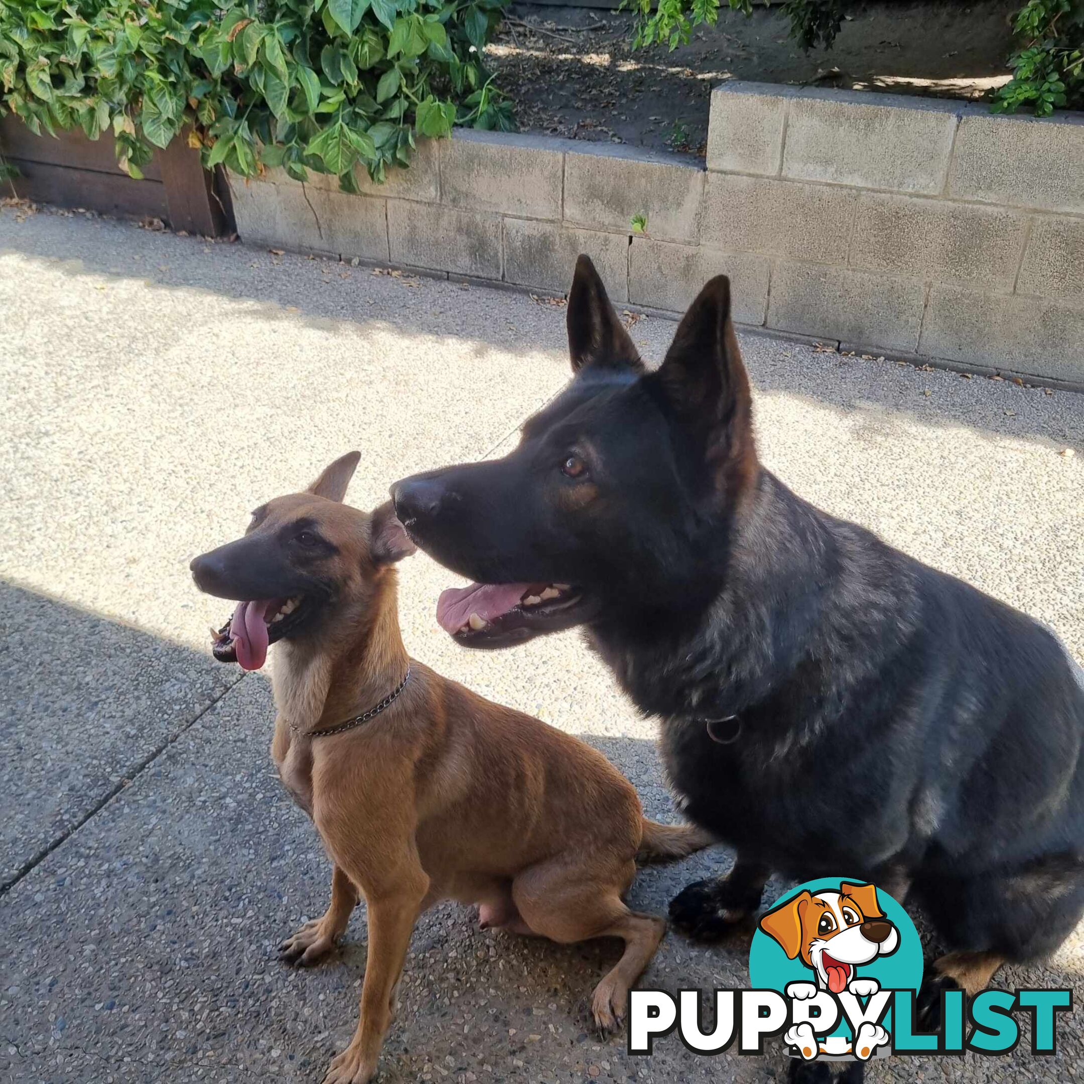 German Shepherd Malinois Puppies for Sale1