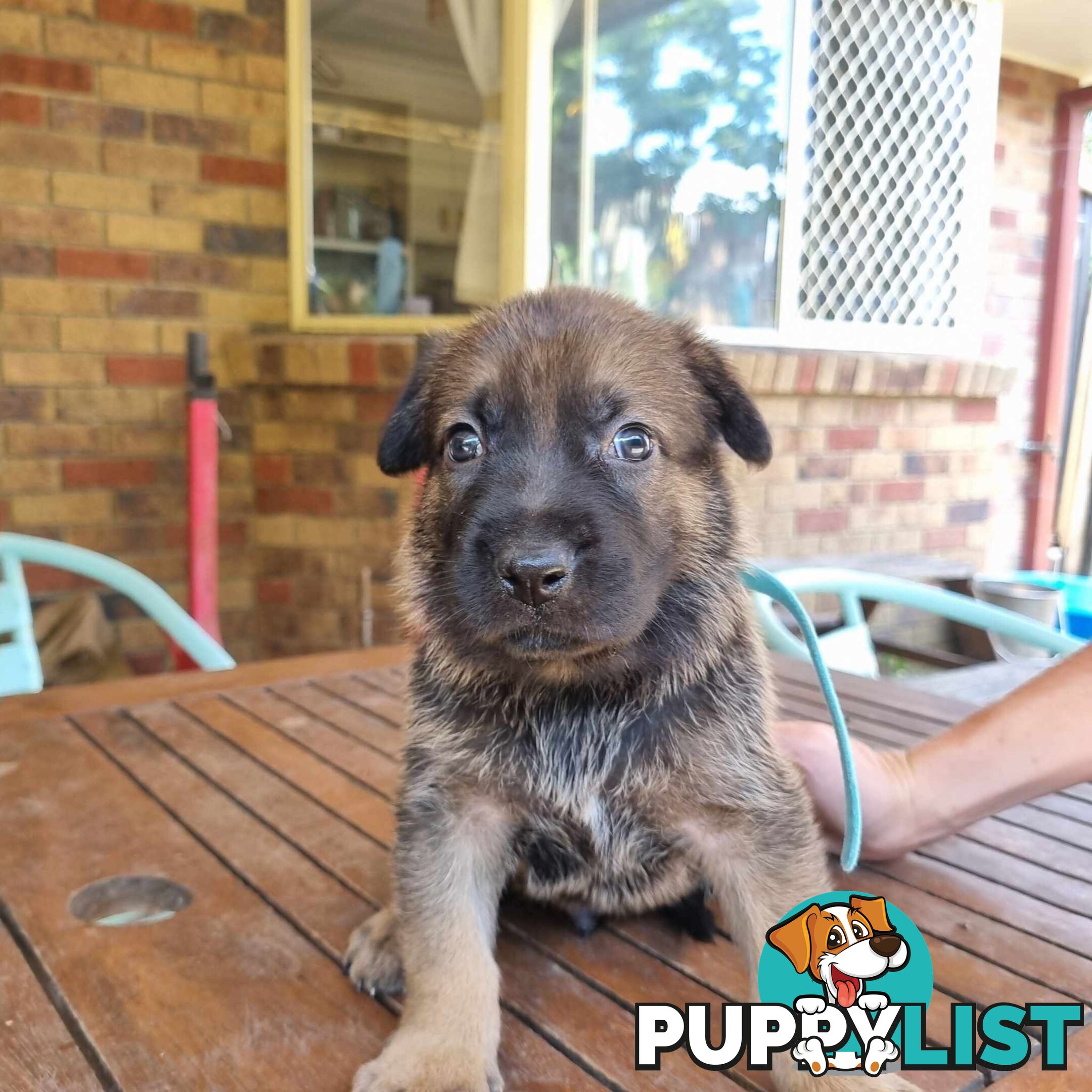 German Shepherd Malinois Puppies for Sale1