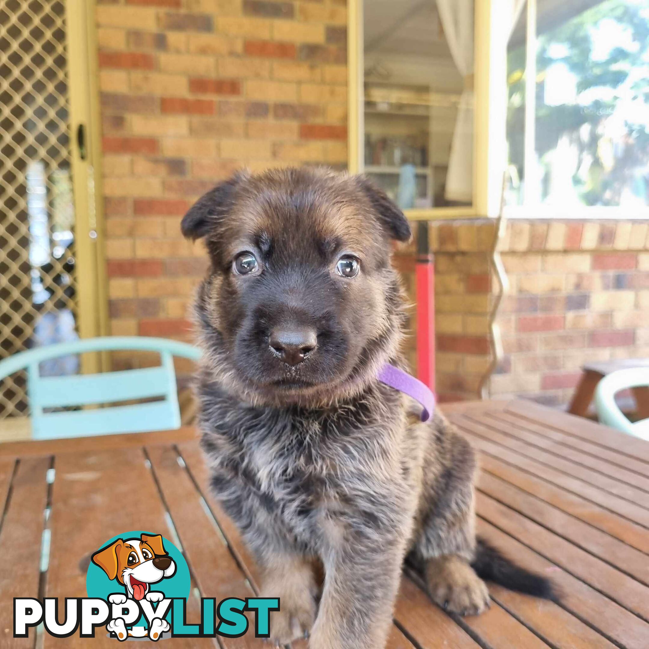 German Shepherd Malinois Puppies for Sale1