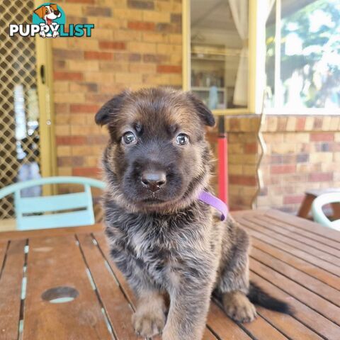 German Shepherd Malinois Puppies for Sale1