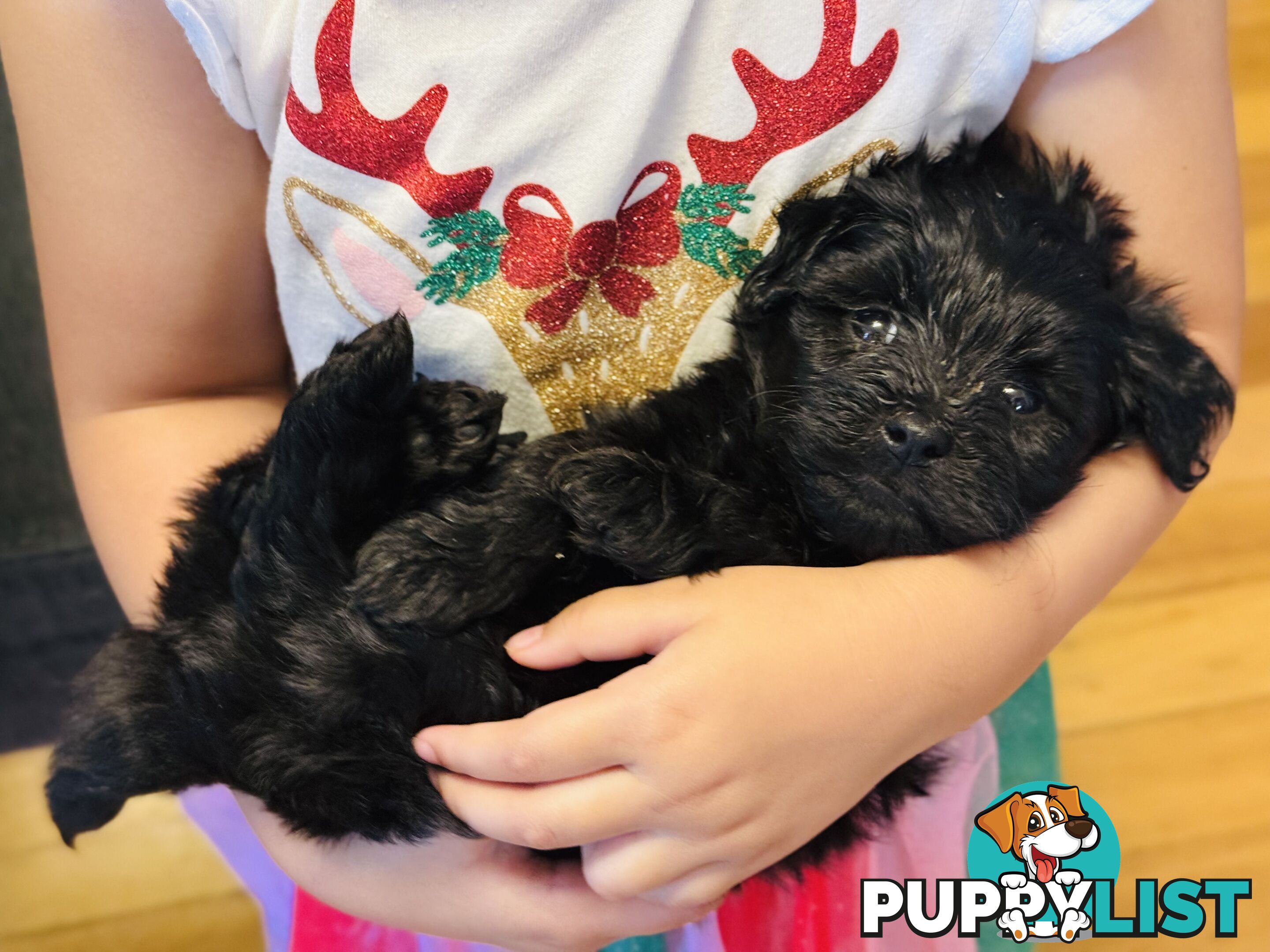 ONLY 1 BLACK GIRL LEFT - Maltipoo puppies looking for rehoming