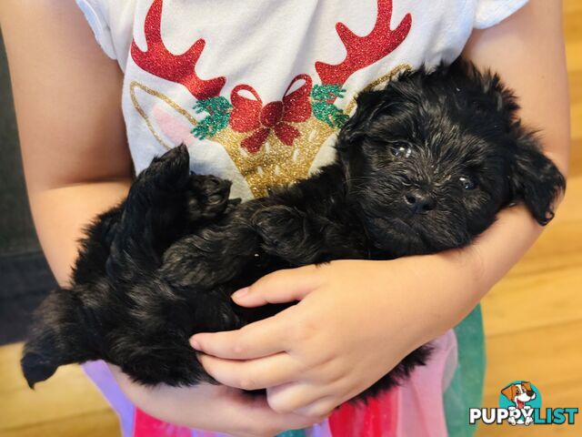 ONLY 1 BLACK GIRL LEFT - Maltipoo puppies looking for rehoming