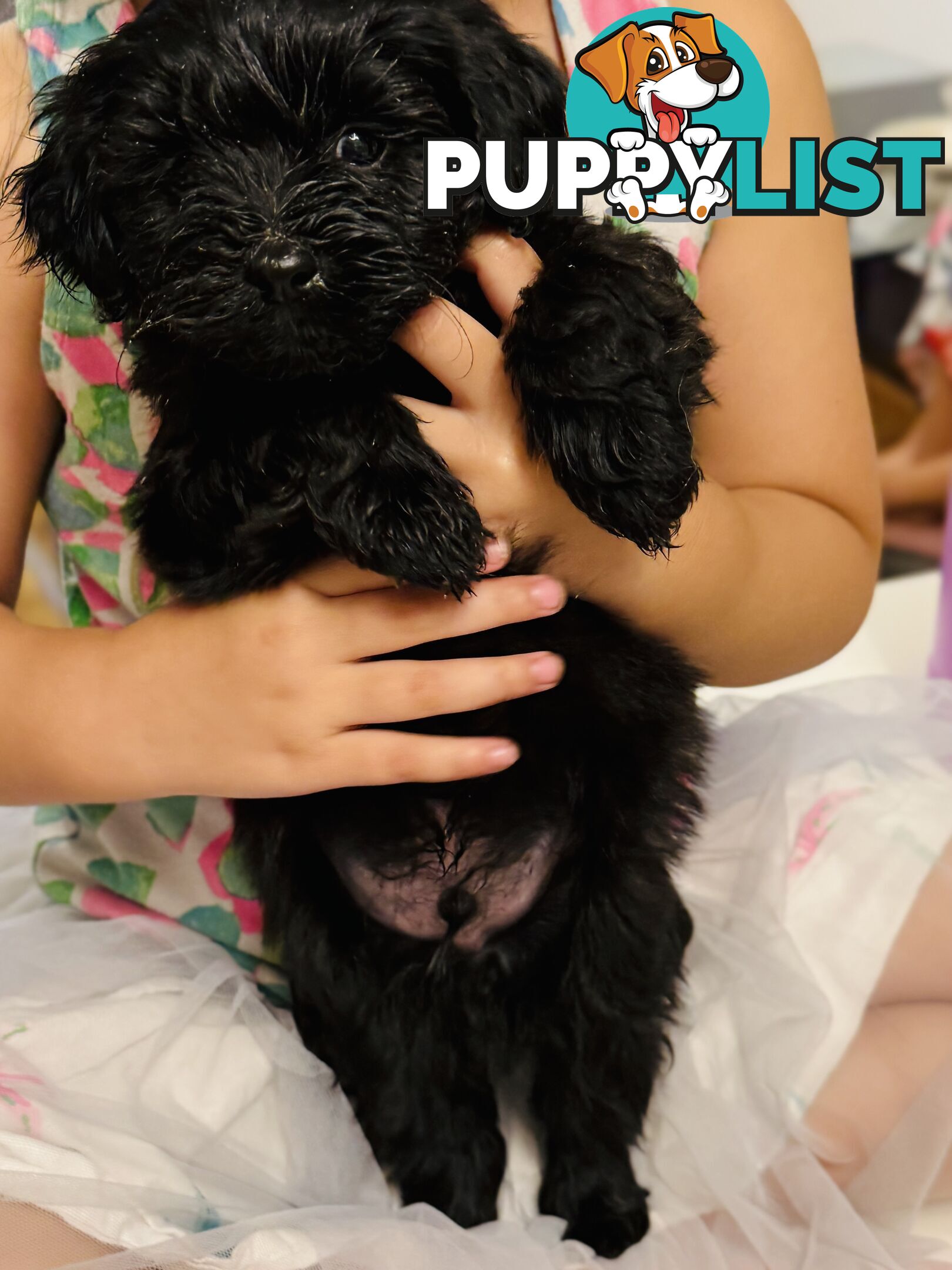 ONLY 1 BLACK GIRL LEFT - Maltipoo puppies looking for rehoming