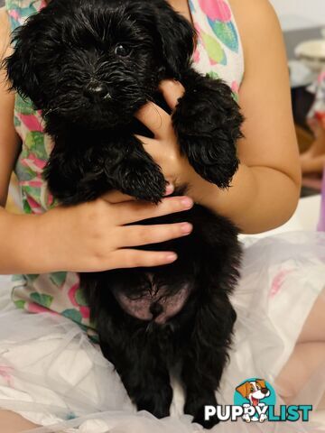 ONLY 1 BLACK GIRL LEFT - Maltipoo puppies looking for rehoming