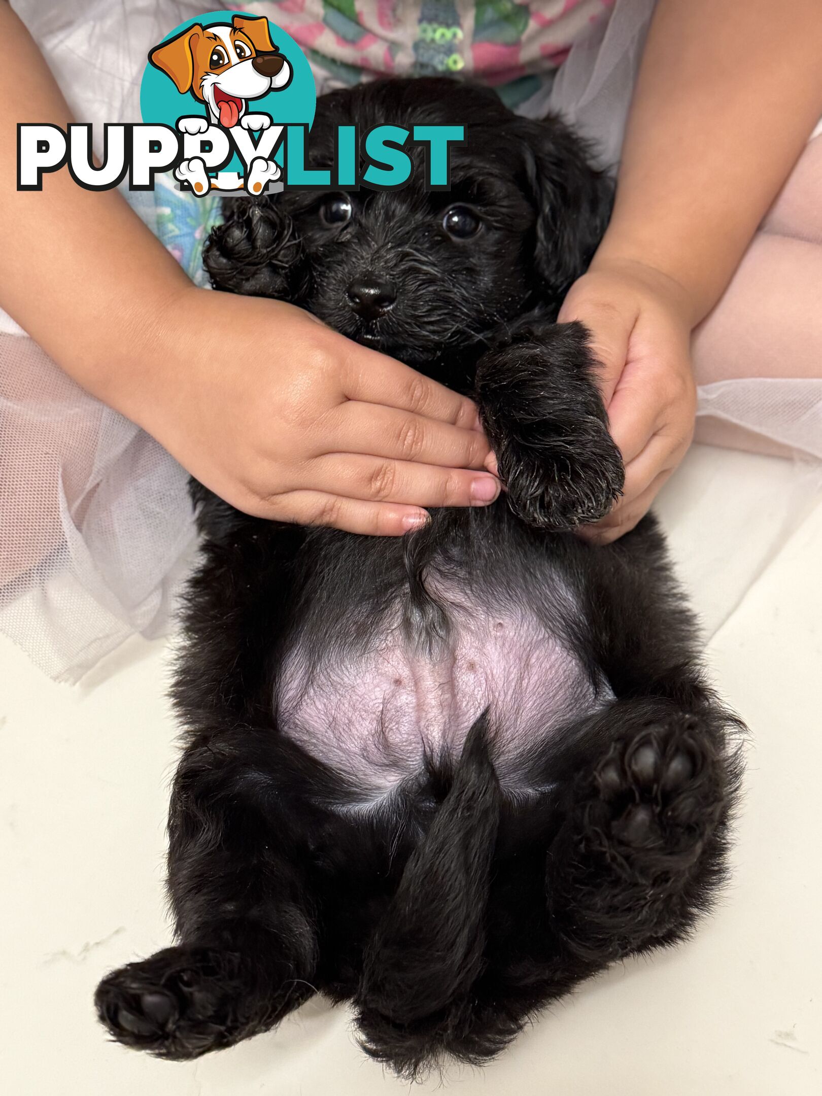 ONLY 1 BLACK GIRL LEFT - Maltipoo puppies looking for rehoming