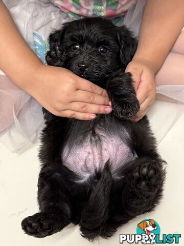 ONLY 1 BLACK GIRL LEFT - Maltipoo puppies looking for rehoming