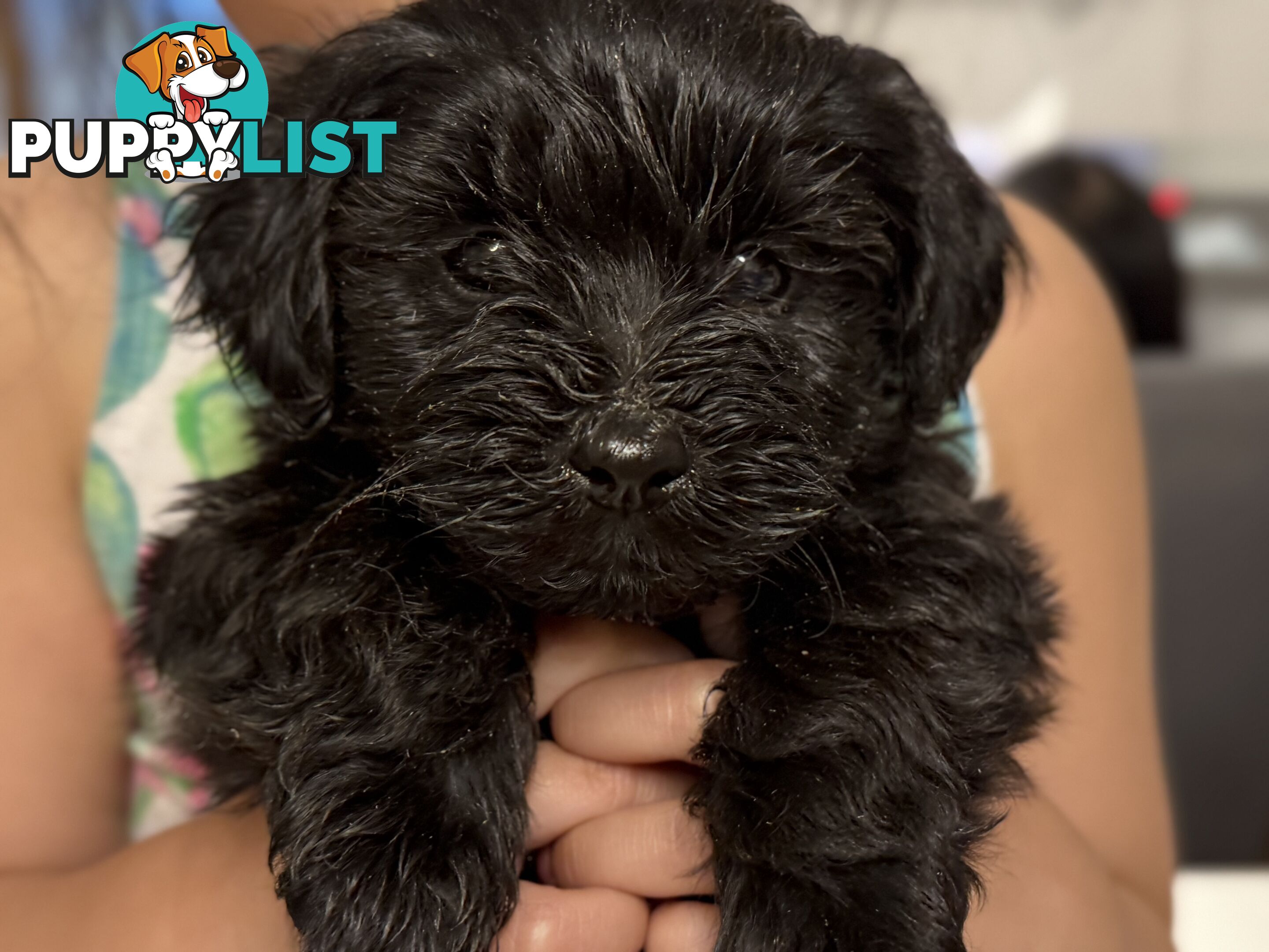 ONLY 1 BLACK GIRL LEFT - Maltipoo puppies looking for rehoming