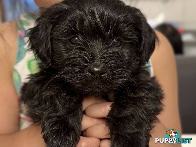 ONLY 1 BLACK GIRL LEFT - Maltipoo puppies looking for rehoming