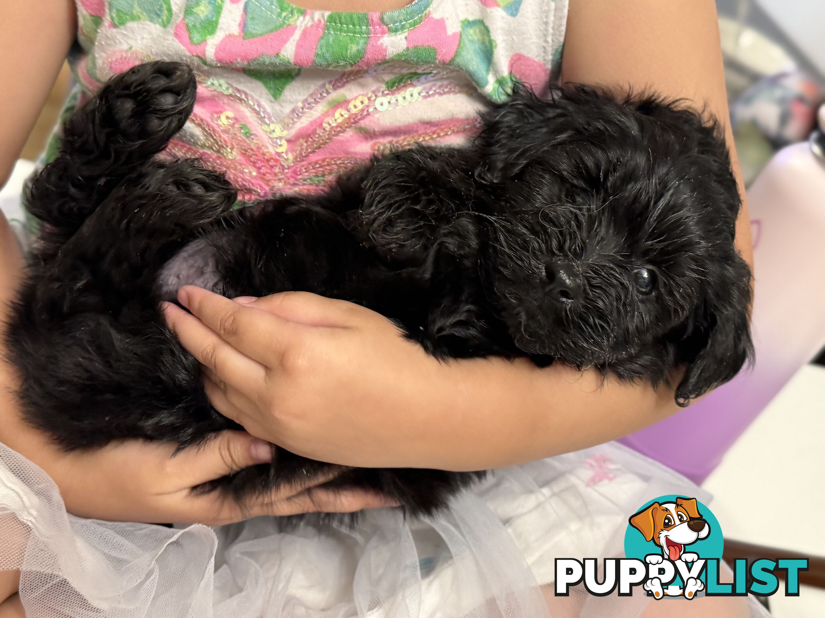 ONLY 1 BLACK GIRL LEFT - Maltipoo puppies looking for rehoming