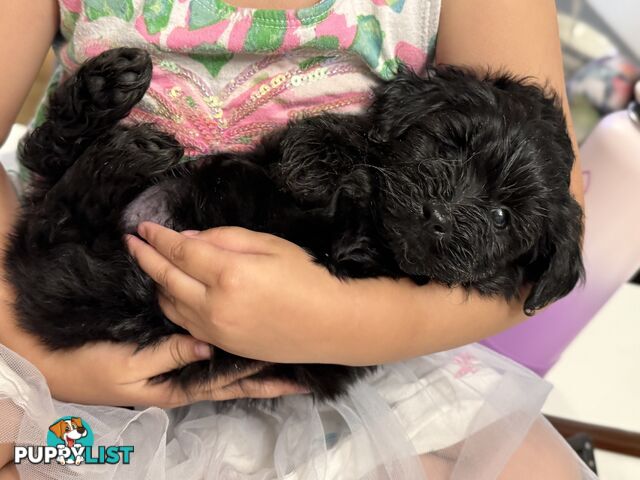 ONLY 1 BLACK GIRL LEFT - Maltipoo puppies looking for rehoming