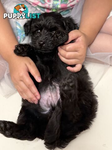 ONLY 1 BLACK GIRL LEFT - Maltipoo puppies looking for rehoming