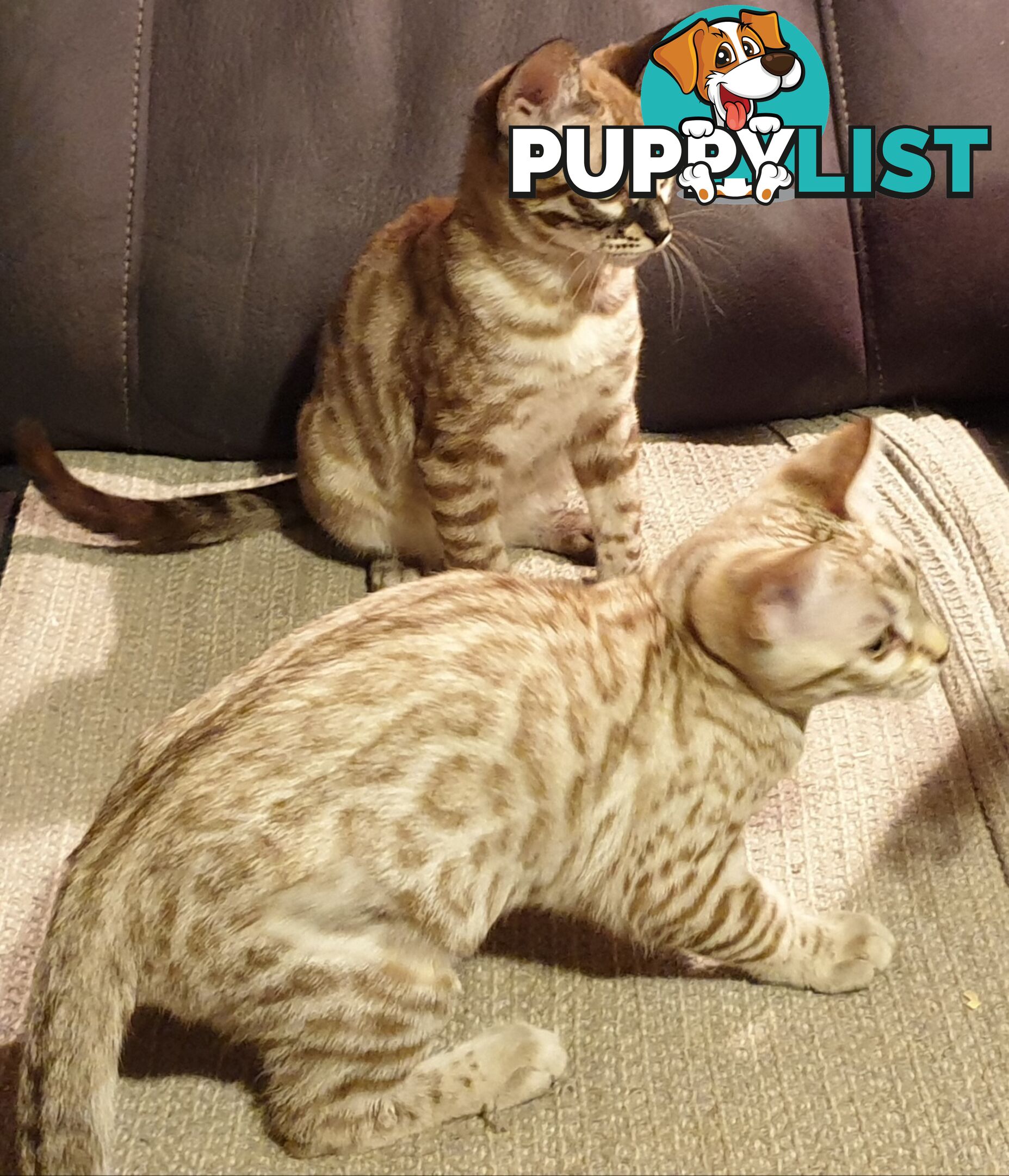 BENGAL KITTENS super sweet friendly &amp; great for families