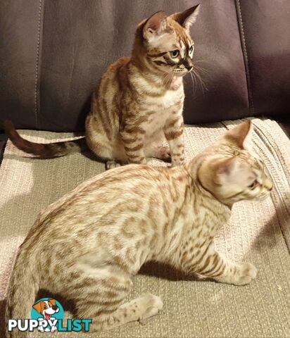 BENGAL KITTENS super sweet friendly &amp; great for families