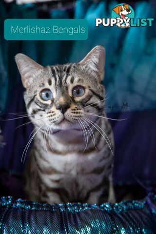 BENGAL KITTENS super sweet friendly &amp; great for families