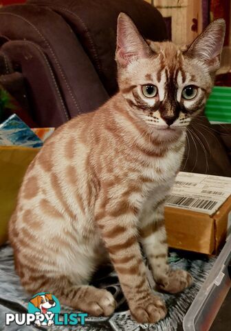 BENGAL KITTENS super sweet friendly &amp; great for families