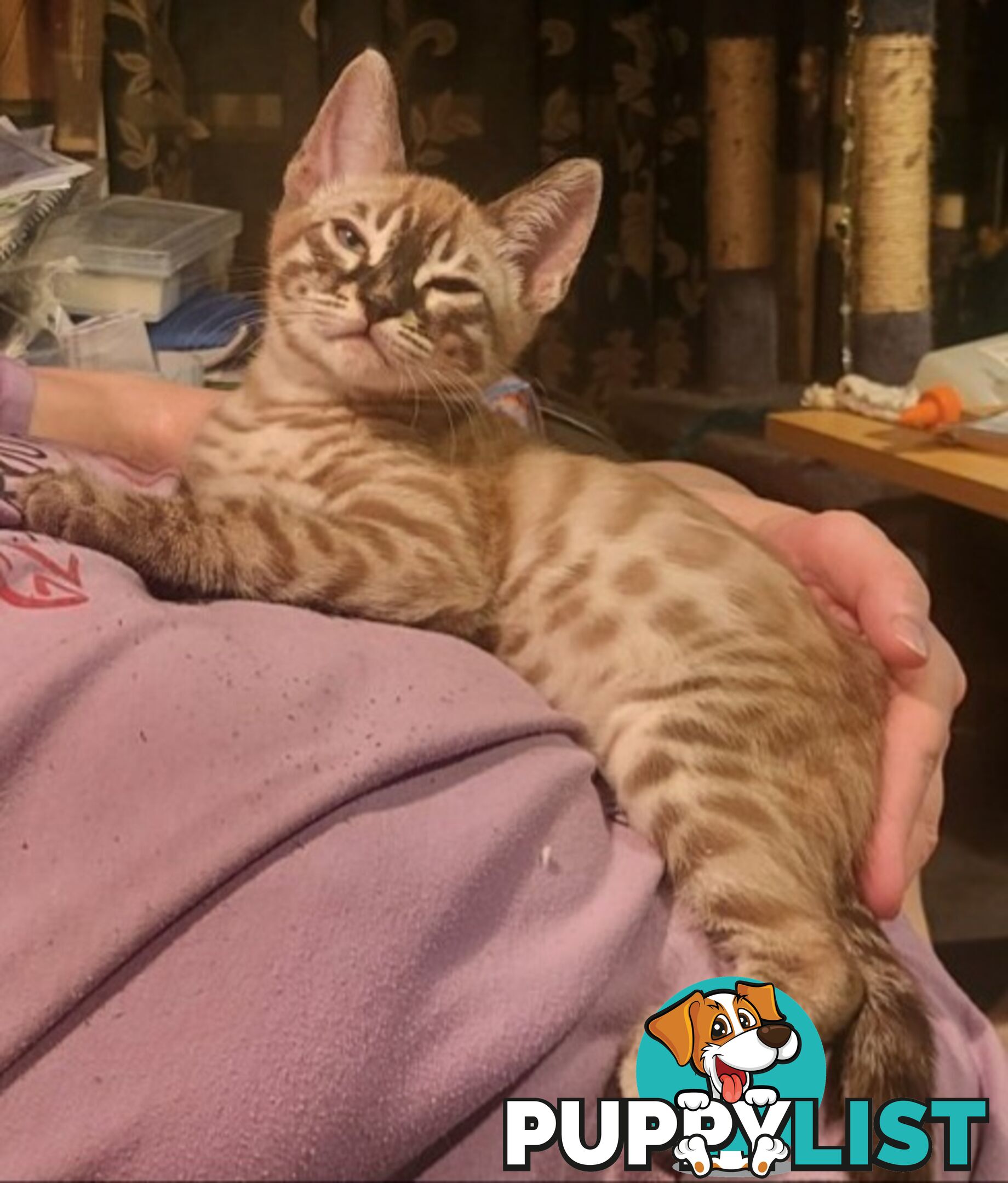 BENGAL KITTENS super sweet friendly &amp; great for families