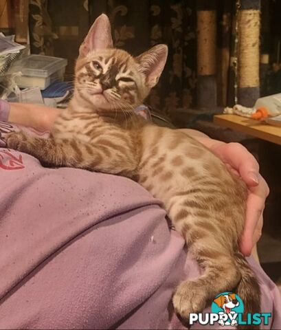 BENGAL KITTENS super sweet friendly & great for families