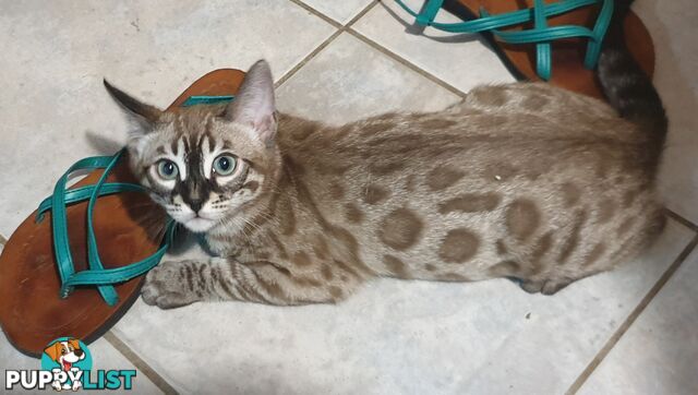 BENGAL KITTENS super sweet friendly &amp; great for families